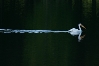 Pelican Trail.jpg